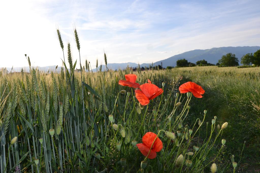 Bed And Breakfast Villa Novella Crocetta del Montello ภายนอก รูปภาพ